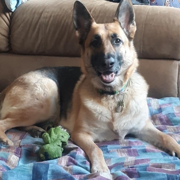 Help my dog rambo - Picture 8 of 8